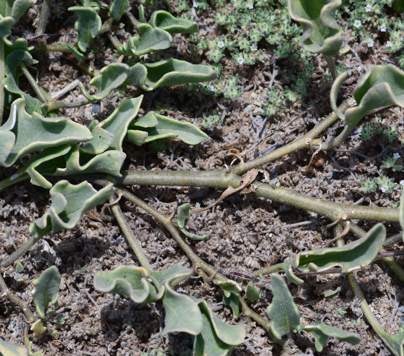 Image of Exodeconus maritima specimen.