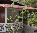Erythroxylum coca