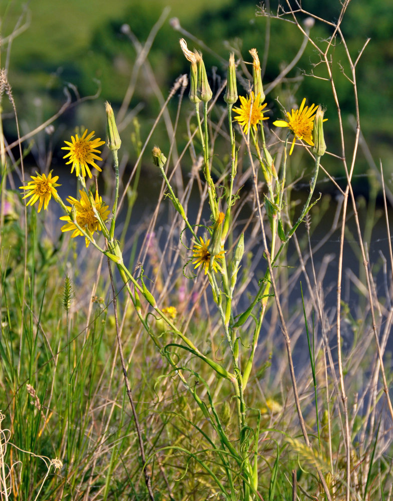 Изображение особи род Tragopogon.