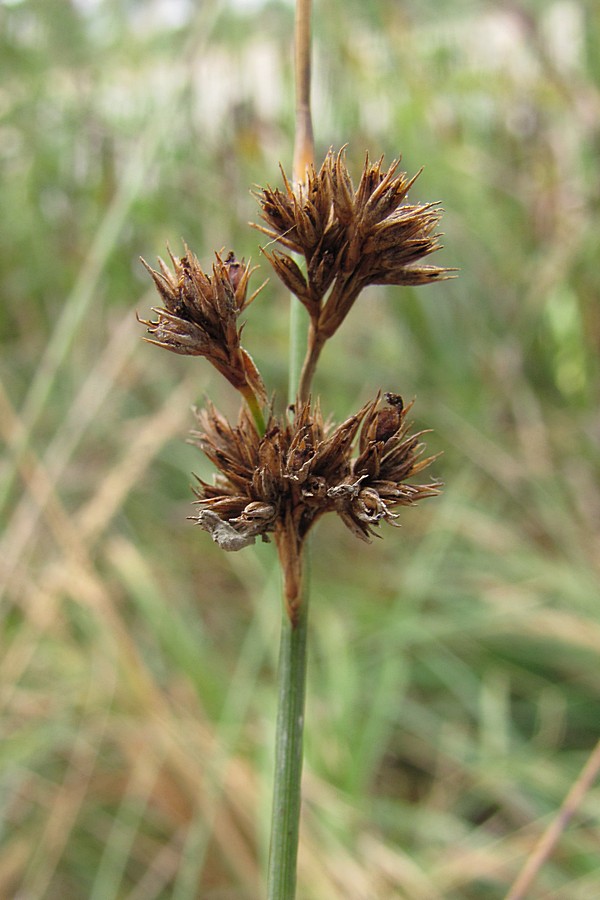 Image of Juncus inflexus specimen.