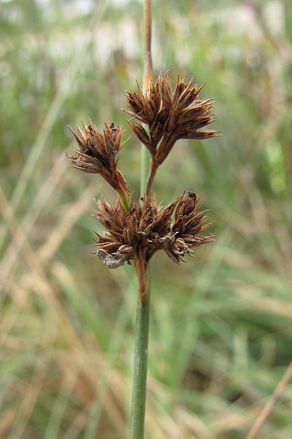 Изображение особи Juncus inflexus.