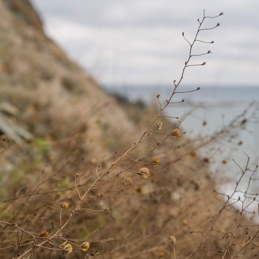 Image of Veronica filifolia specimen.