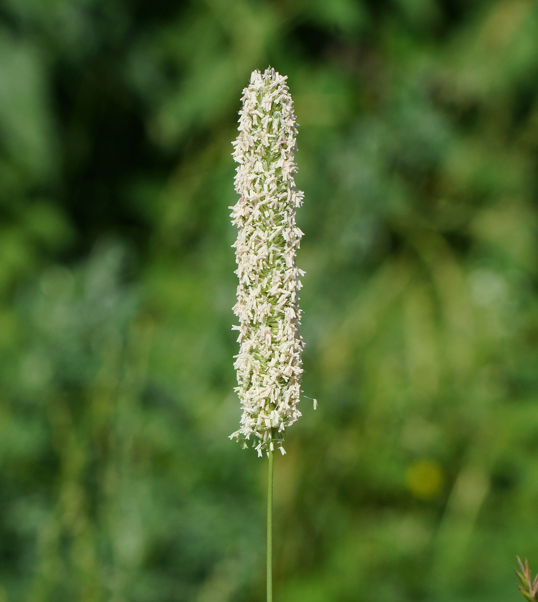 Image of Phleum pratense specimen.