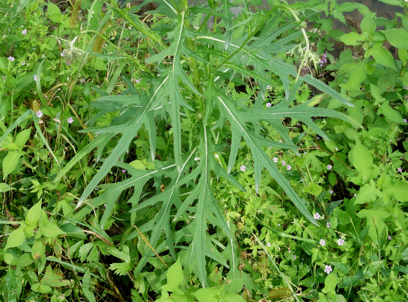 Image of Cirsium pendulum specimen.