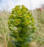 Euphorbia condylocarpa
