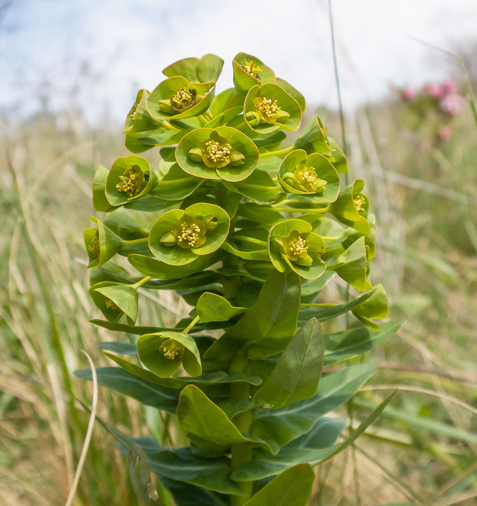 Изображение особи Euphorbia condylocarpa.