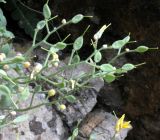 Draba arseniewii. Соплодия с незрелыми стручочками. Казахстан, Туркестанская обл., хр. Таласский Алатау, ущелье Иргайлы, около 1500 м н.у.м., под скалой в расщелине камней. 30 апреля 2020 г.