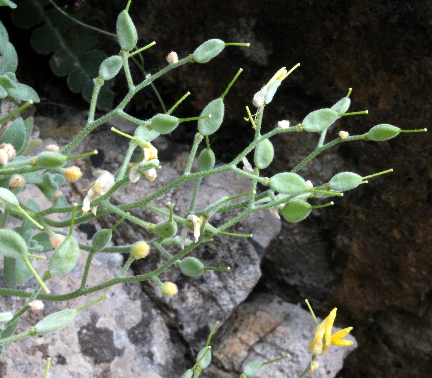 Image of Draba arseniewii specimen.