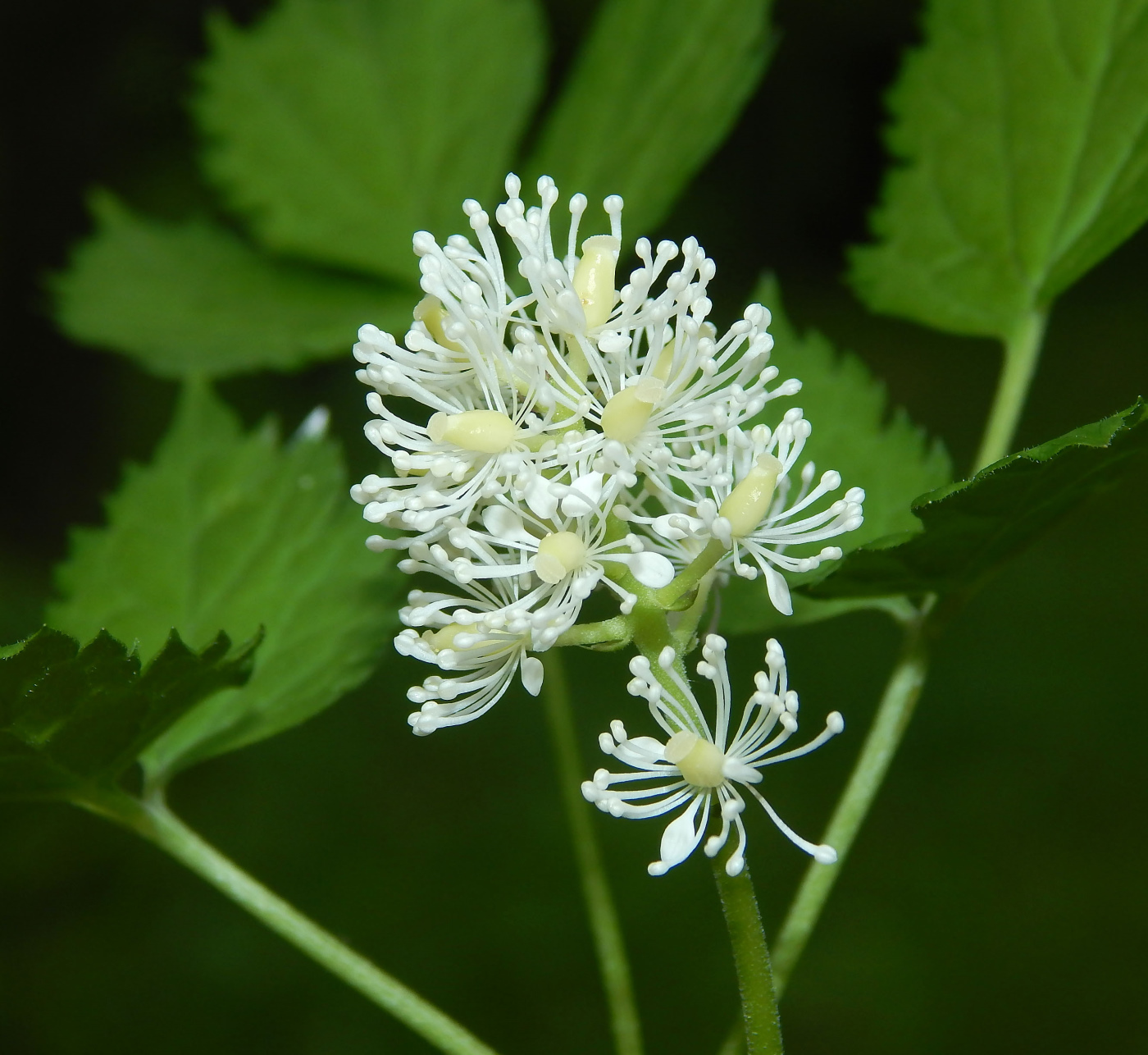 Image of Actaea spicata specimen.