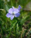 genus Viola. Цветок. Пермский край, г. Пермь, Кировский р-н, пос. Кировский, дол. р. Заборная, сырой луг. 07.06.2020.