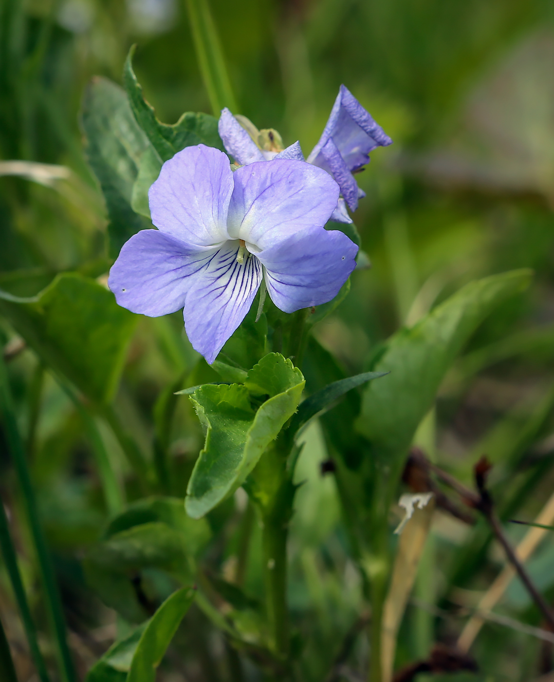 Изображение особи род Viola.