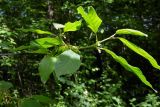 Frangula alnus