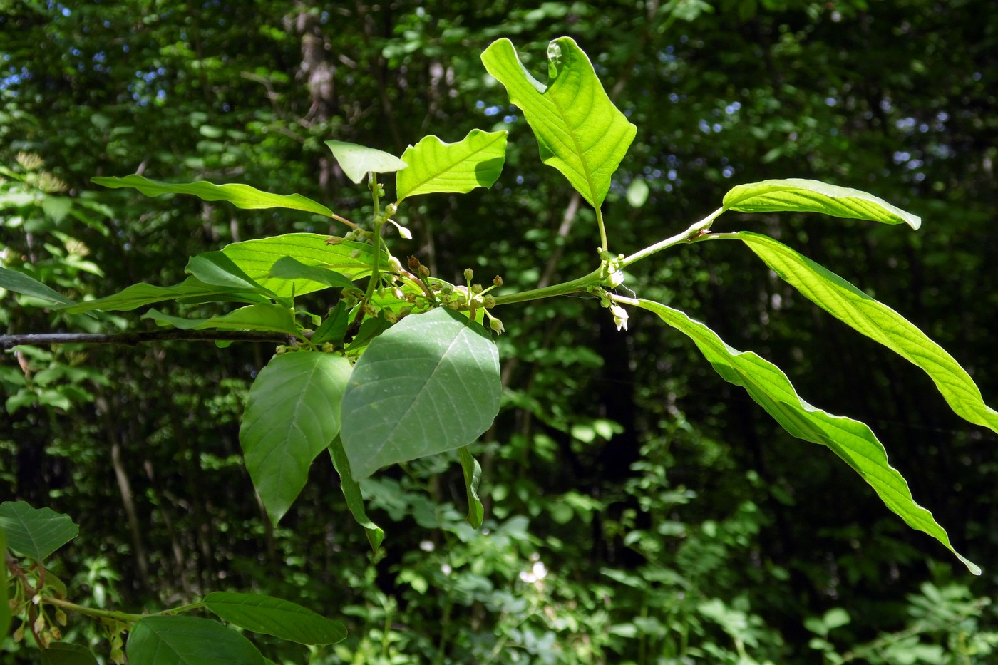 Изображение особи Frangula alnus.