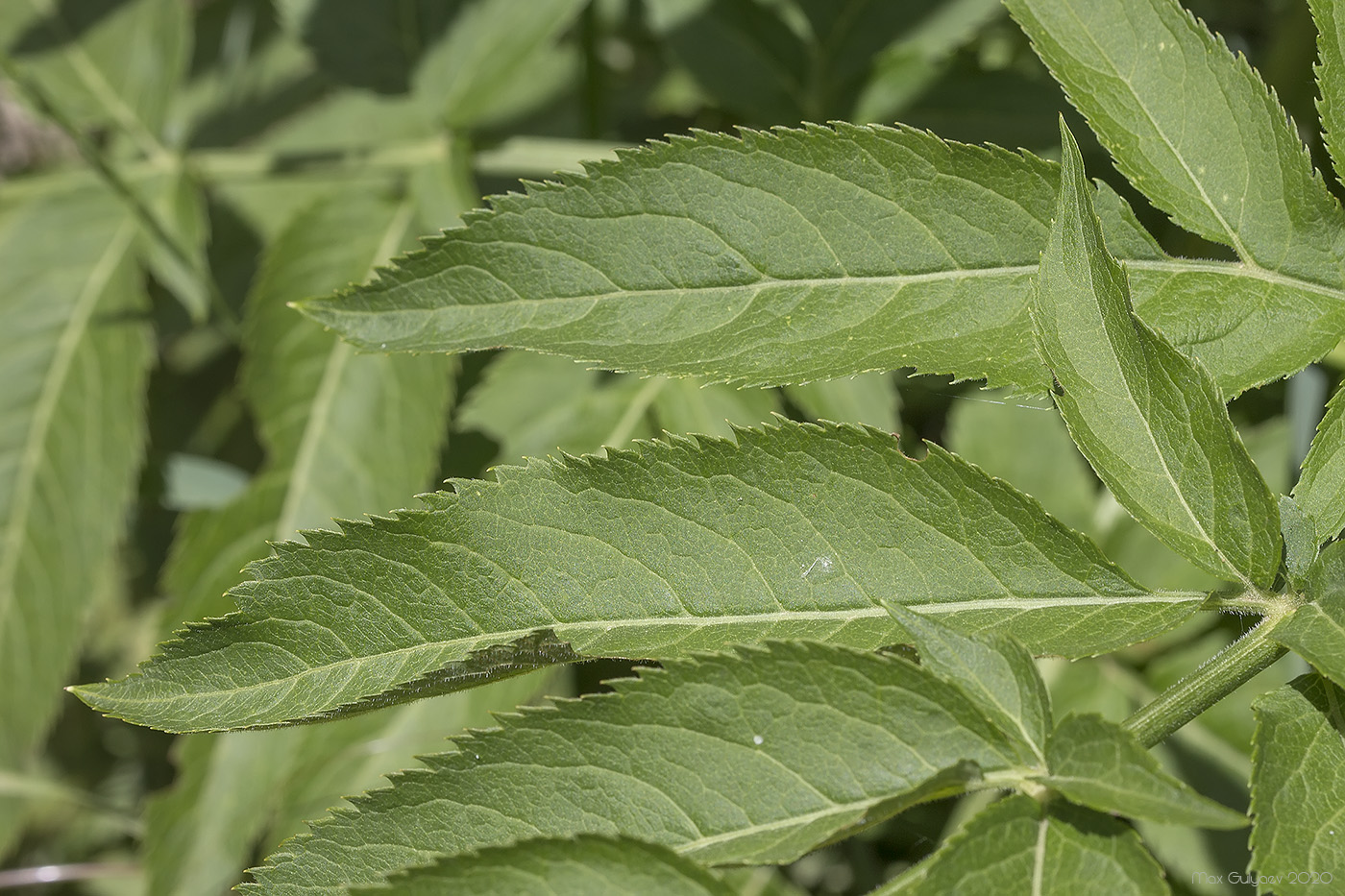 Изображение особи Sambucus ebulus.