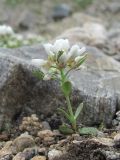 Eunomia rotundifolia