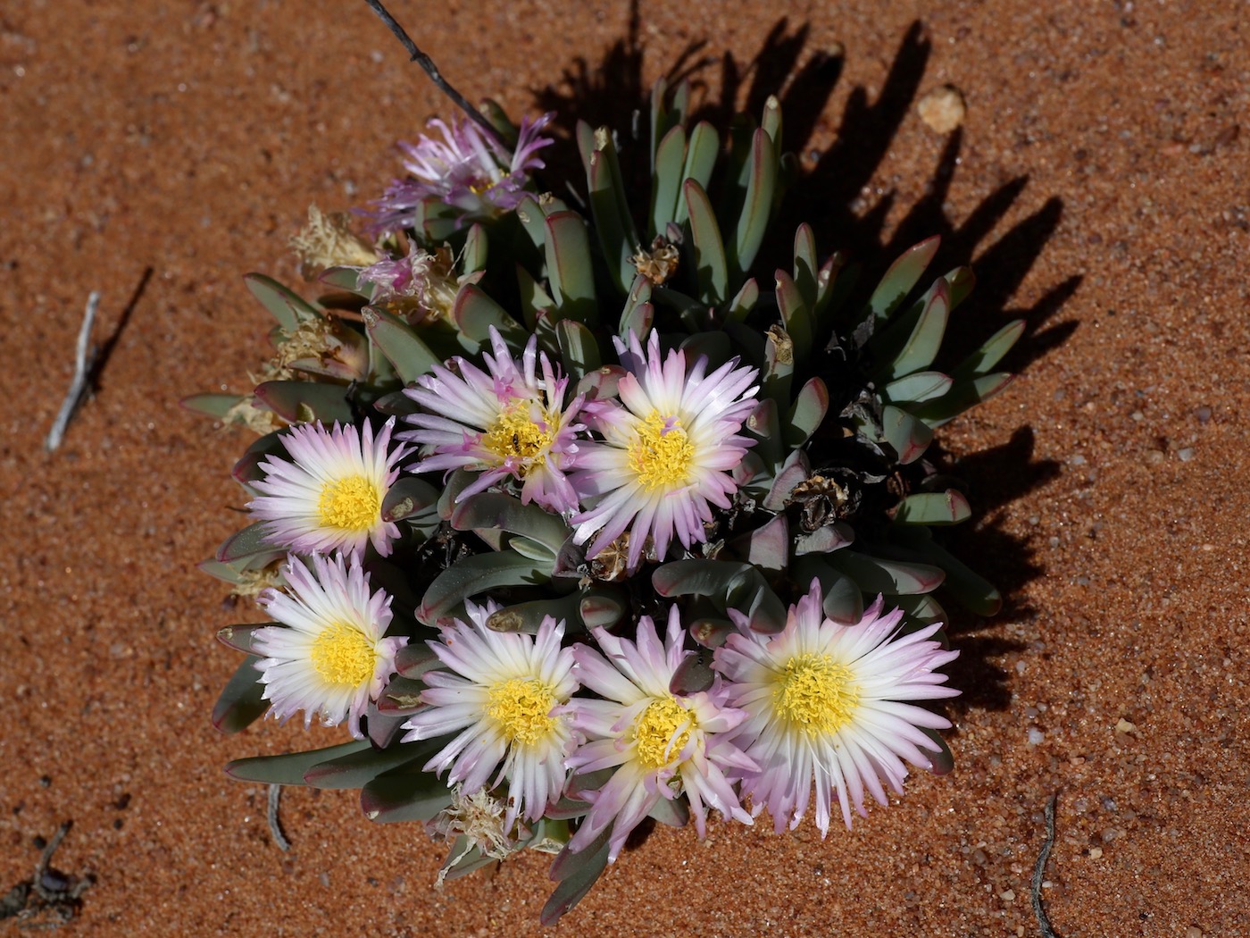 Image of Antimima ventricosa specimen.