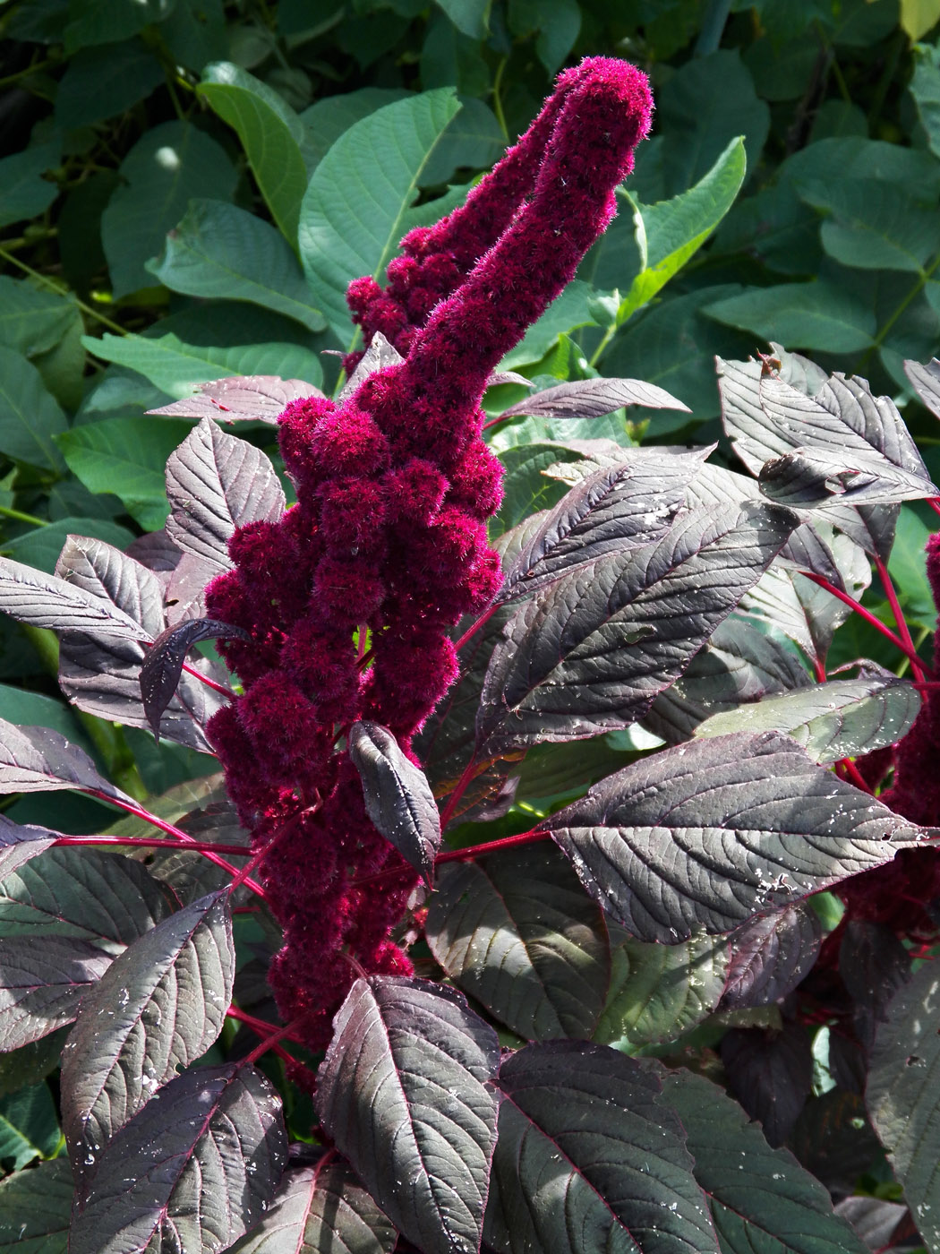 Изображение особи род Amaranthus.