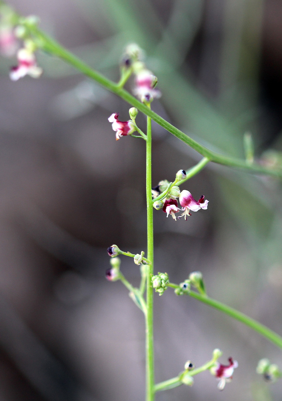 Изображение особи Scrophularia striata.