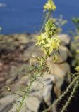 Bulbine frutescens. Верхушка соцветия. Испания, автономное сообщество Каталония, провинция Жирона, комарка Баш-Эмпорда, муниципалитет Палафружель, ботанический сад \"Кап-Роч\". 13.05.2019.