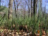 Equisetum hyemale