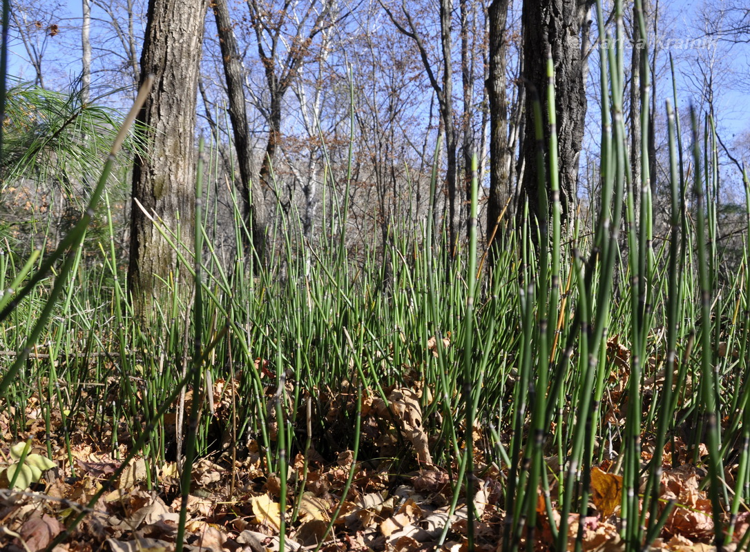 Изображение особи Equisetum hyemale.