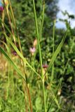 Dianthus seguieri подвид glaber. Часть генеративного побега. Финляндия, Хельсинки, ботанический сад \"Kaisaniemi\", в культуре. 2 августа 2010 г.