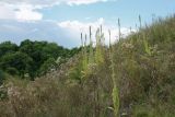 Verbascum thapsus. Отцветающие и плодоносящие растения на суходольном лугу. Псковская обл., окр. дер. Изборск, Труворово городище, внешний склон оборонительного вала. 10.08.2020.