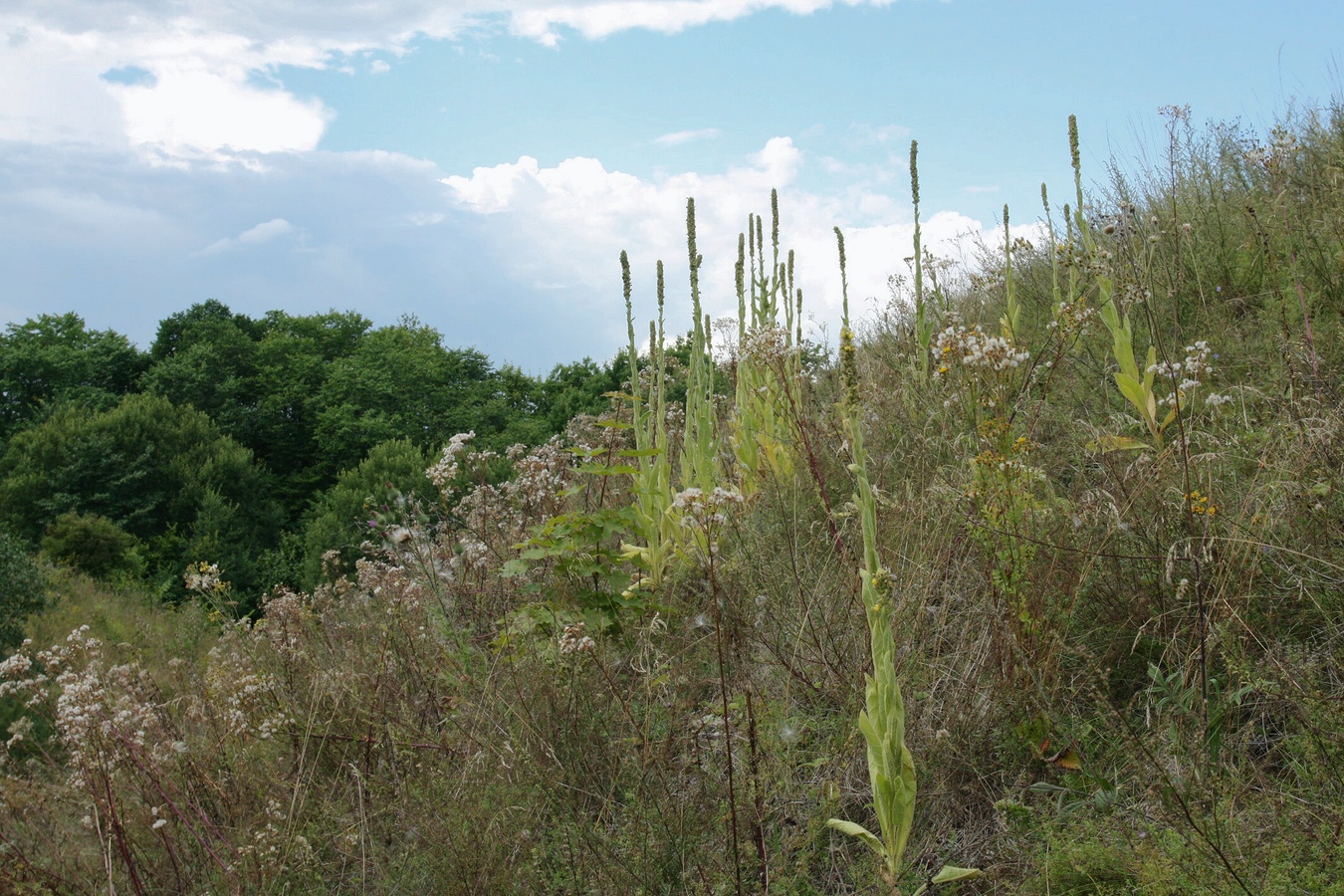 Изображение особи Verbascum thapsus.