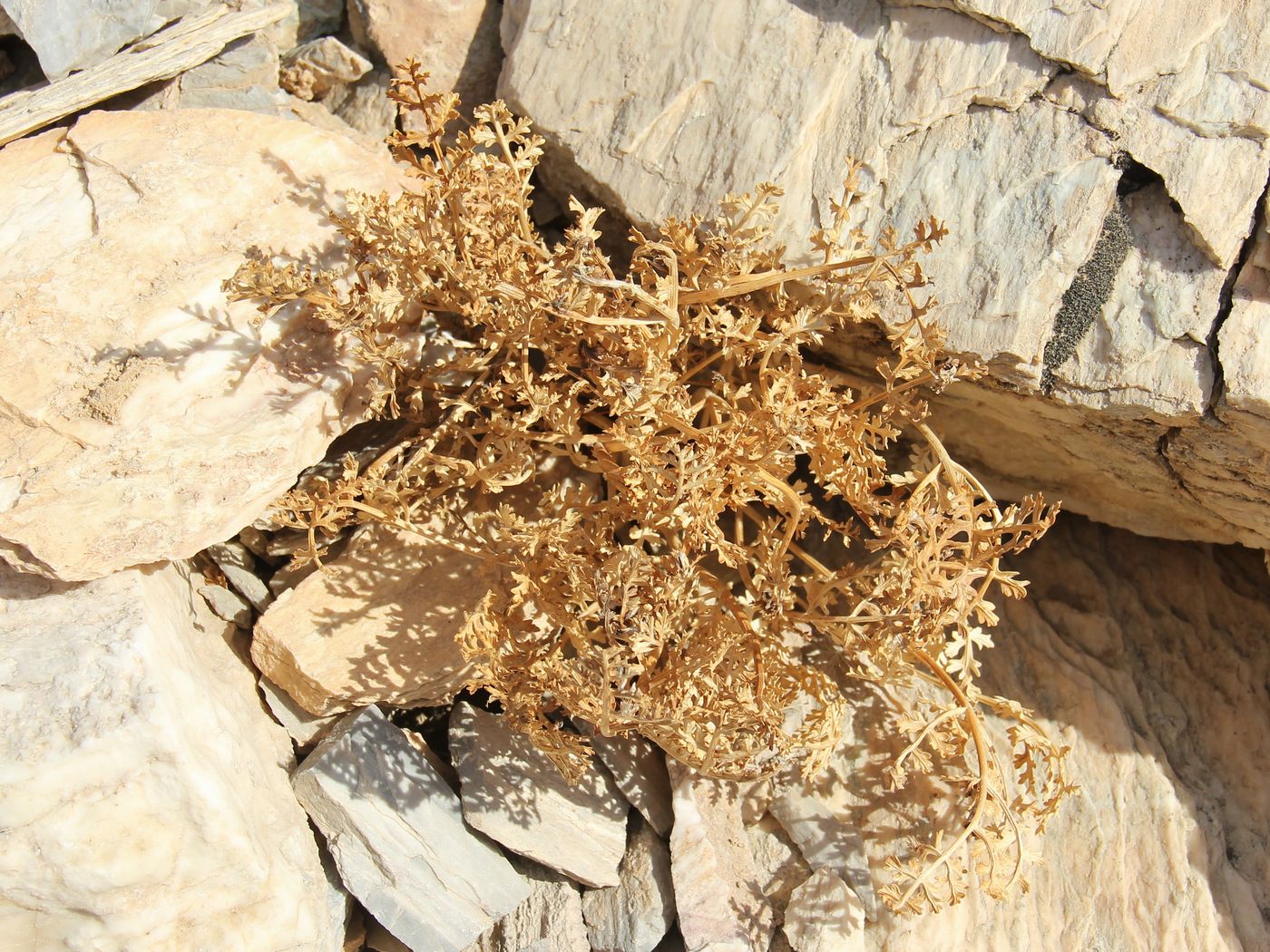 Image of Ferula kyzylkumica specimen.