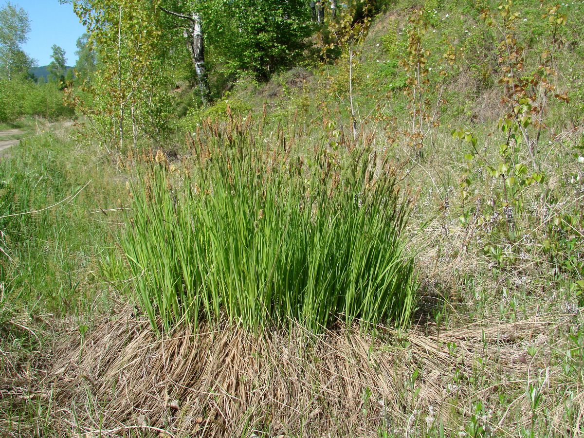 Изображение особи Carex cespitosa.