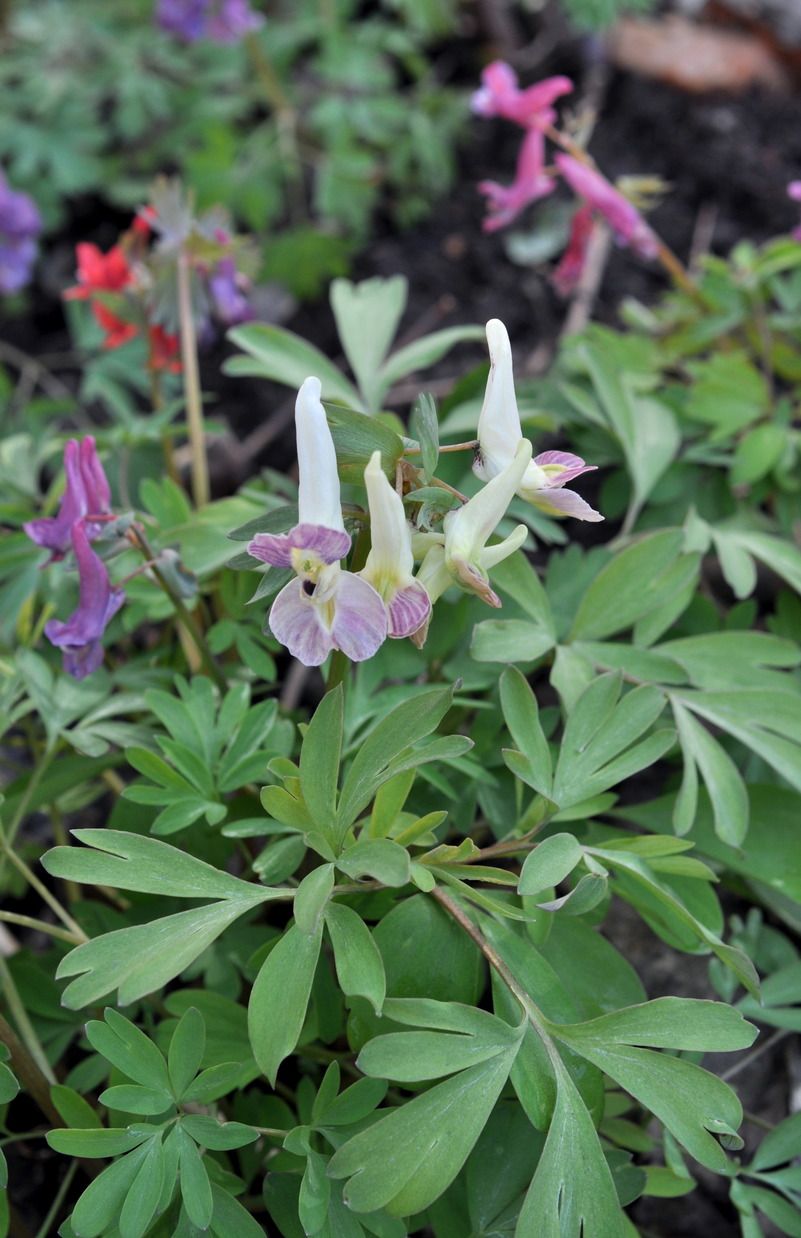 Image of Corydalis × allenii specimen.