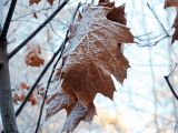 Quercus rubra