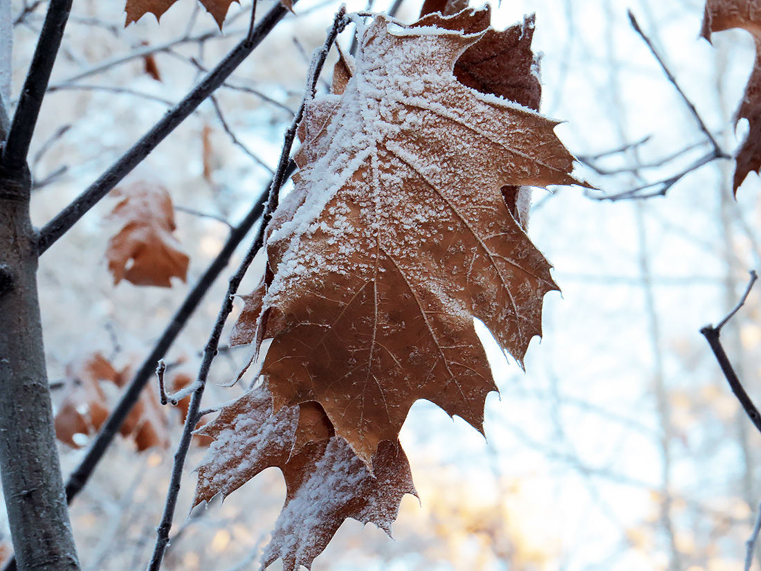 Изображение особи Quercus rubra.