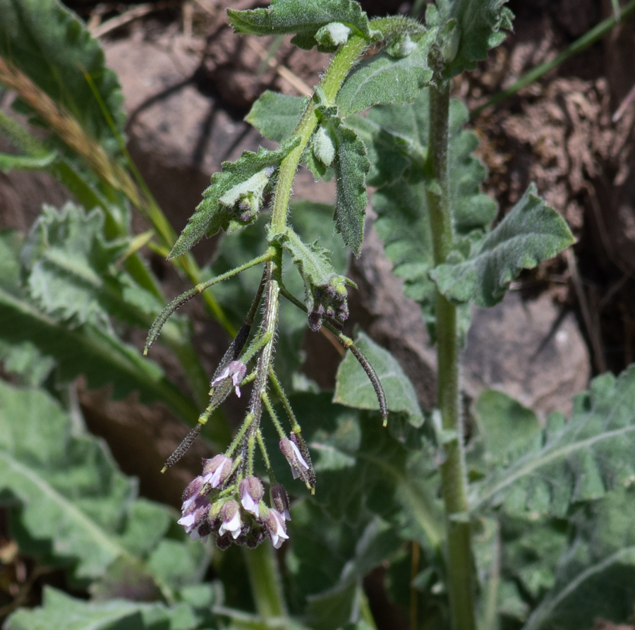 Изображение особи Exhalimolobos hispidulus.