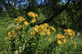 Hypericum perforatum