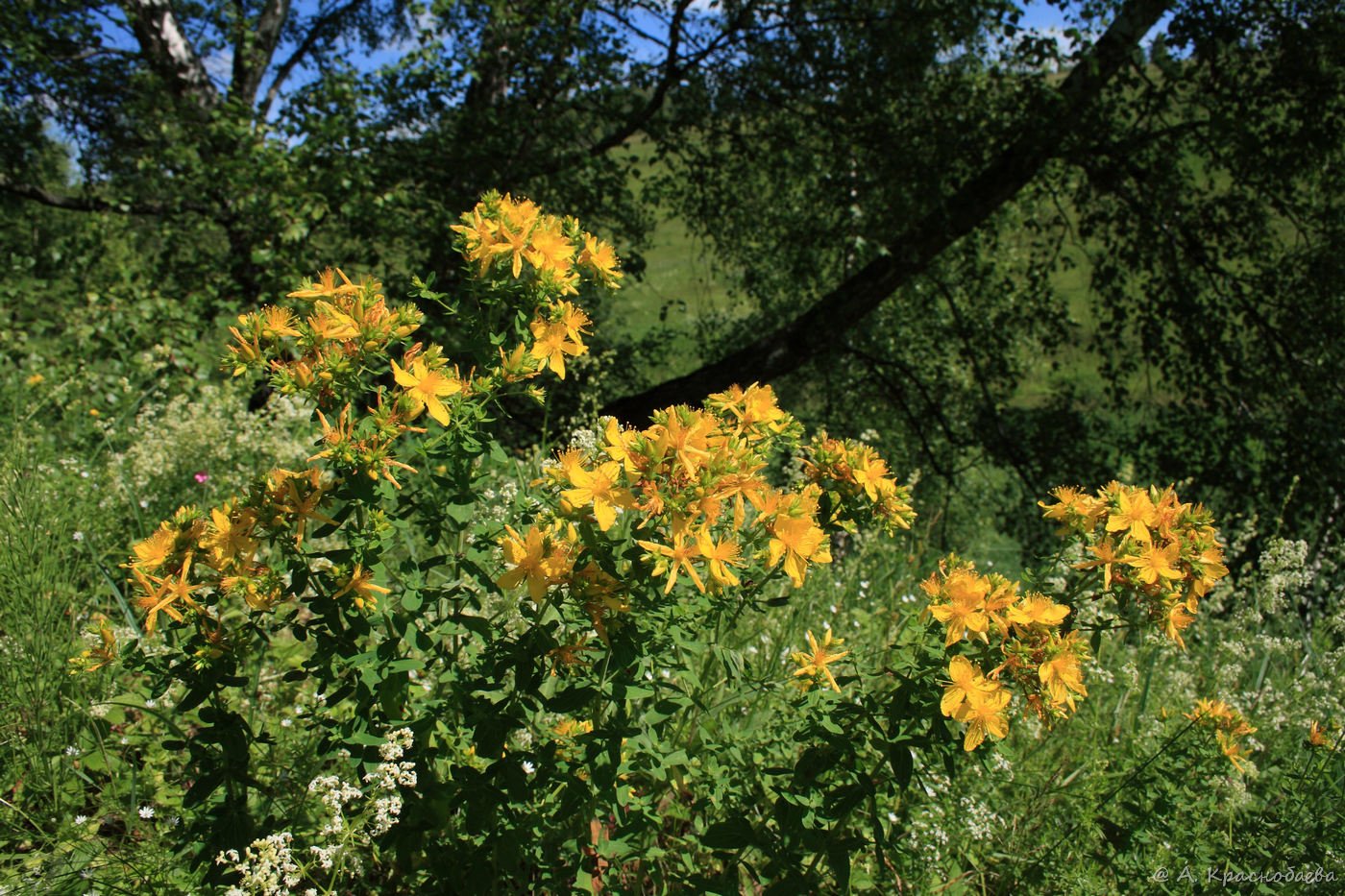 Изображение особи Hypericum perforatum.