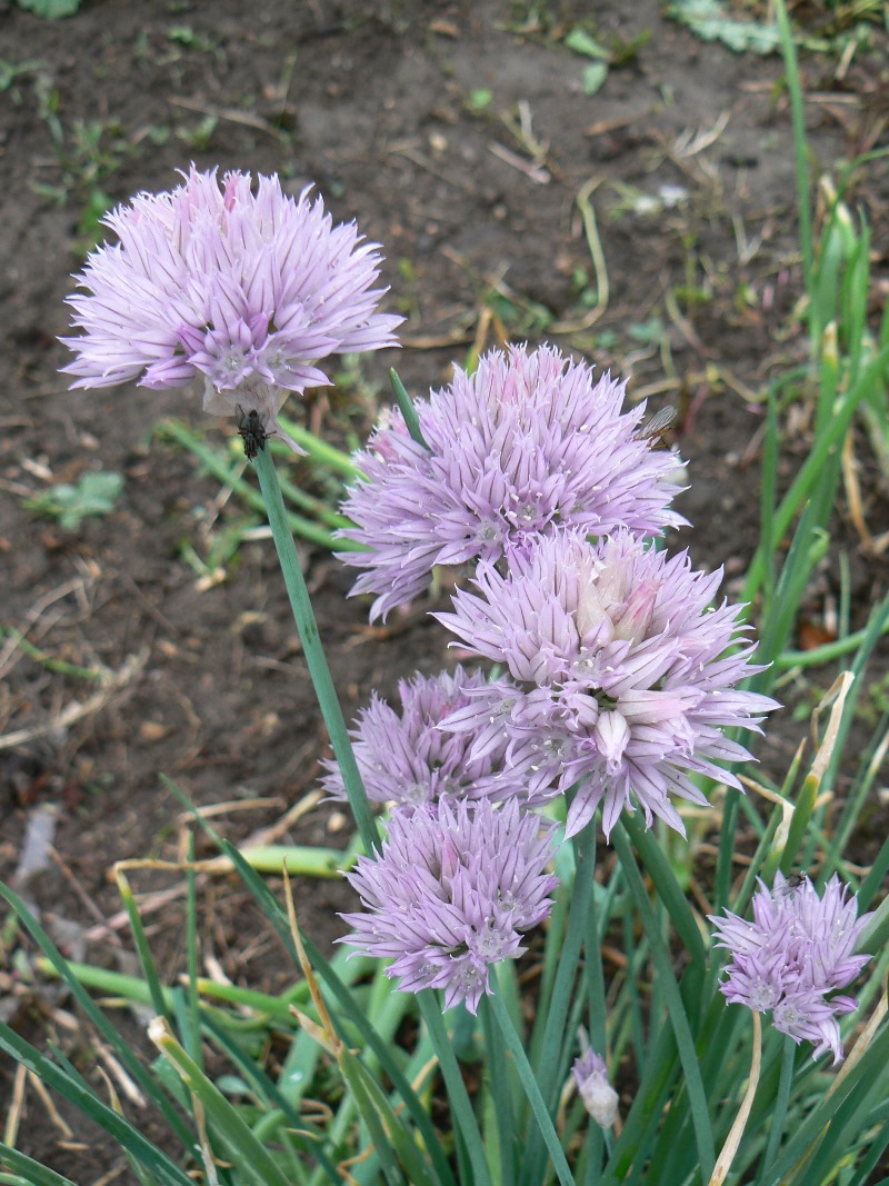 Image of Allium schoenoprasum specimen.