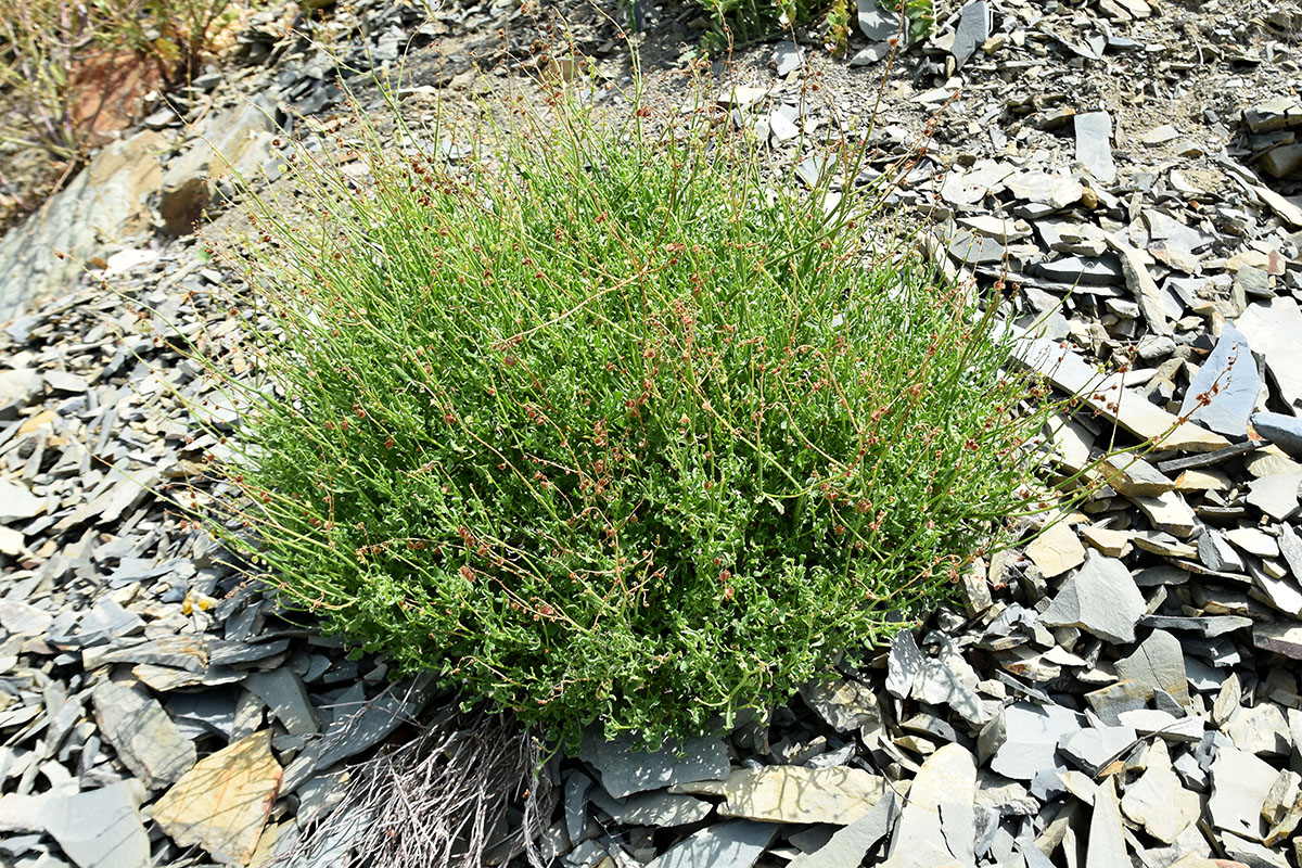 Изображение особи Rumex hastifolius.