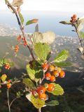 Sorbus taurica. Часть ветви с соплодиями. Крым, Ай-Петринская яйла. 25 сентября 2010 г.