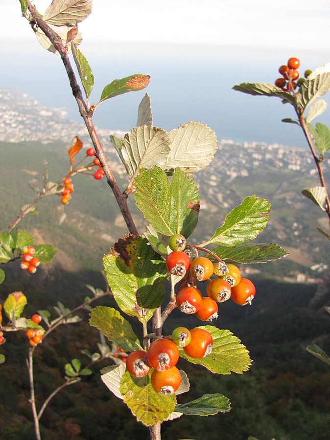 Изображение особи Sorbus taurica.