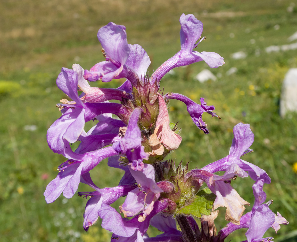 Image of Betonica macrantha specimen.