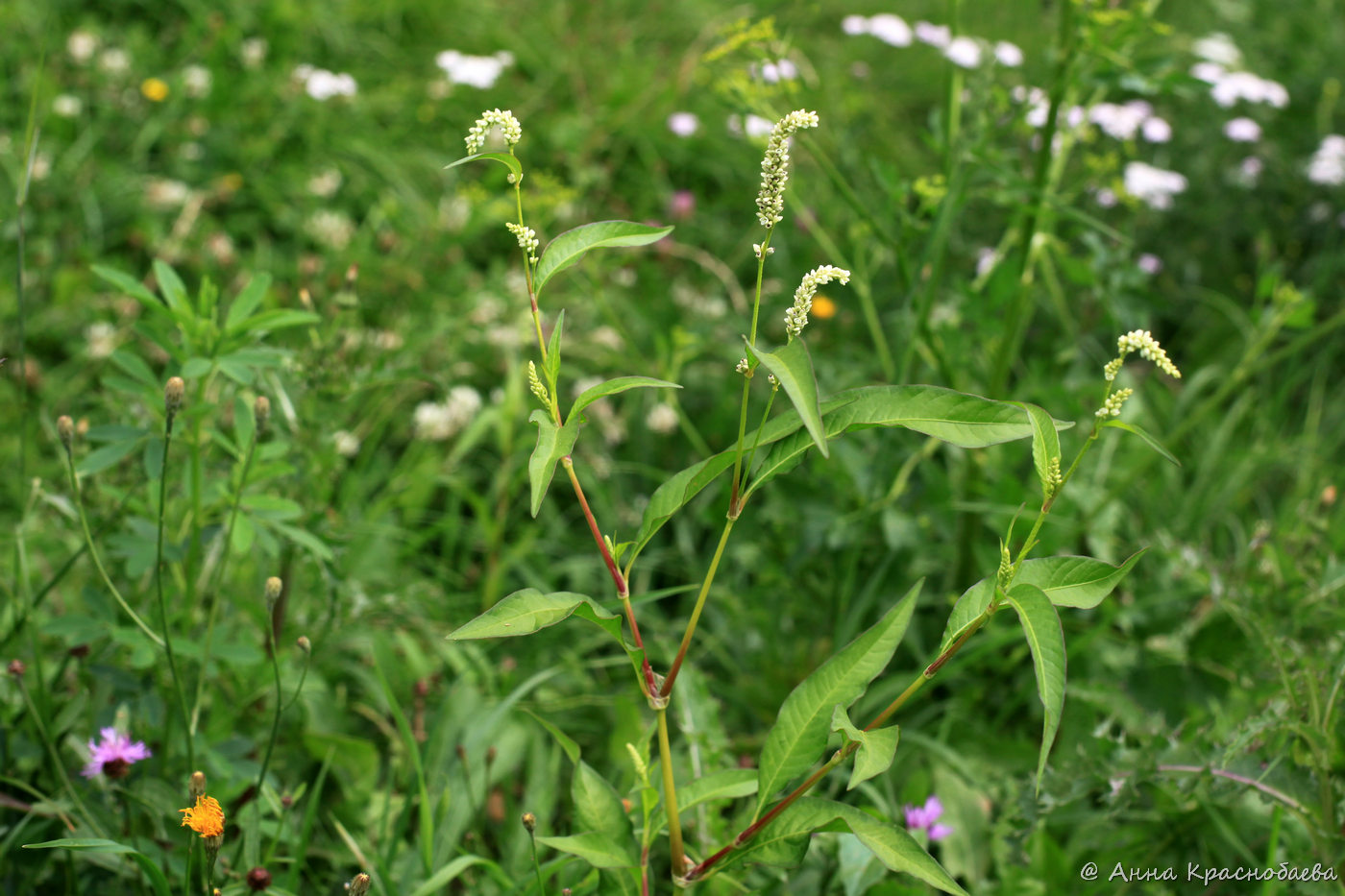 Изображение особи Persicaria lapathifolia.