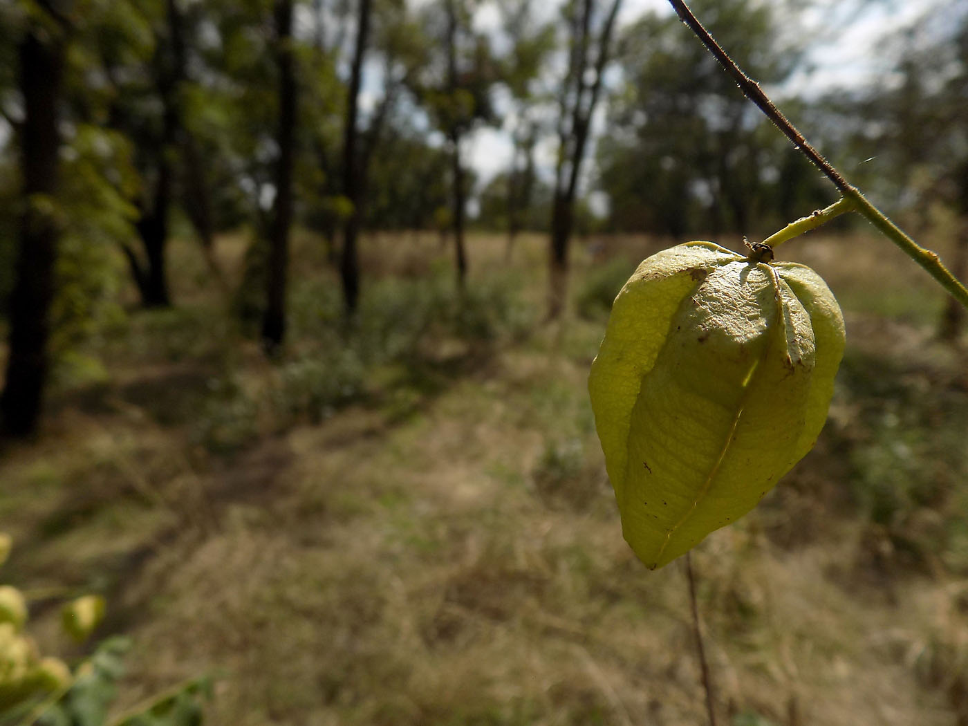 Image of Koelreuteria paniculata specimen.