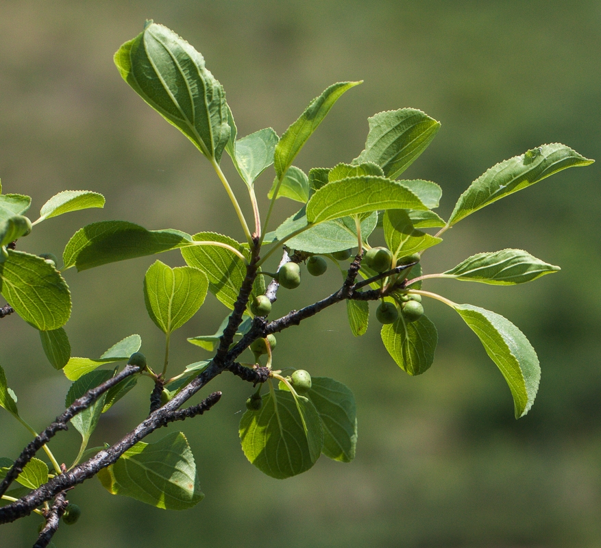 Image of Rhamnus cathartica specimen.