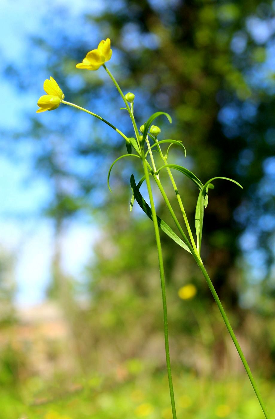 Изображение особи Ranunculus pedatus.