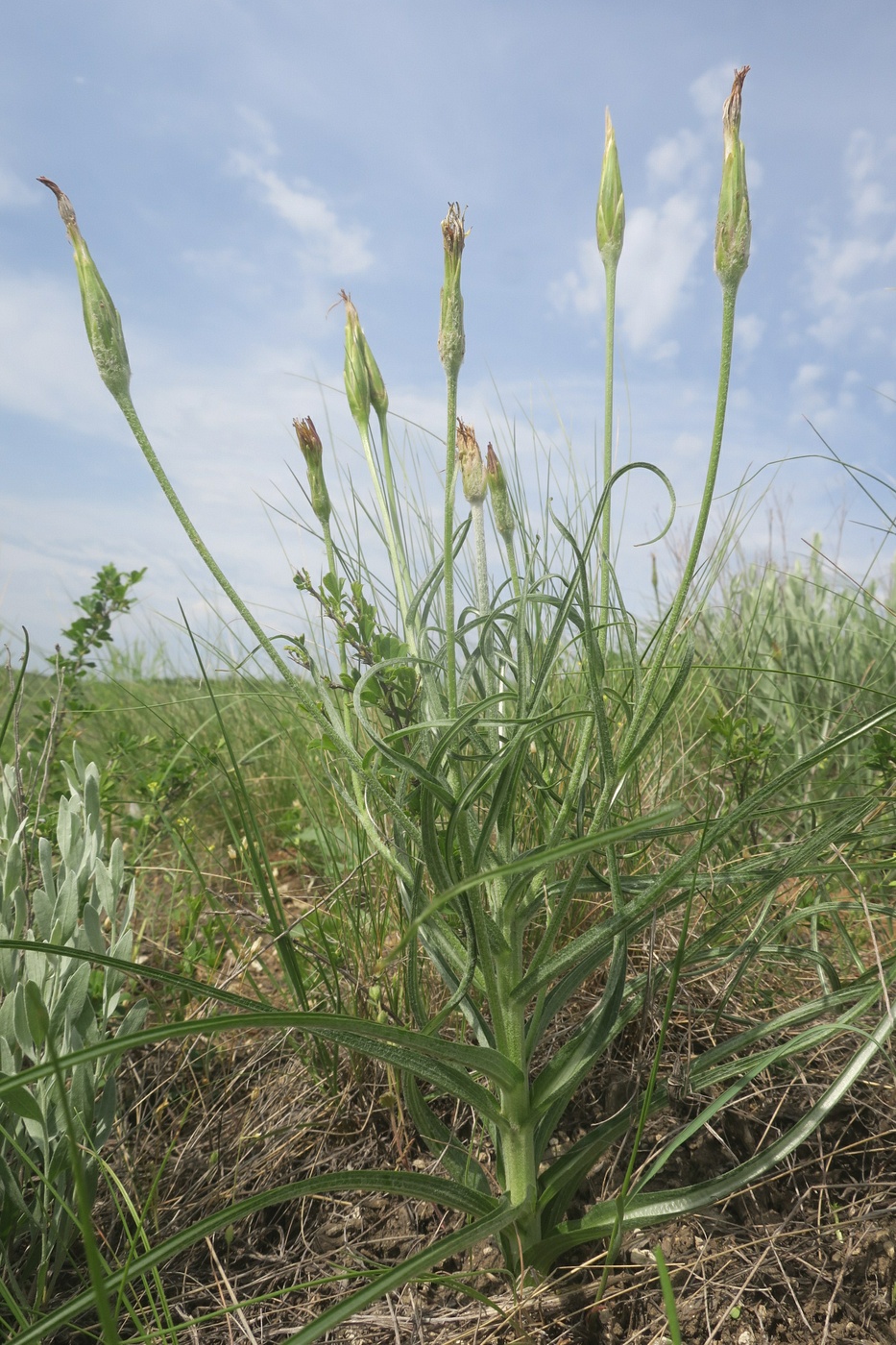 Изображение особи Scorzonera mollis.