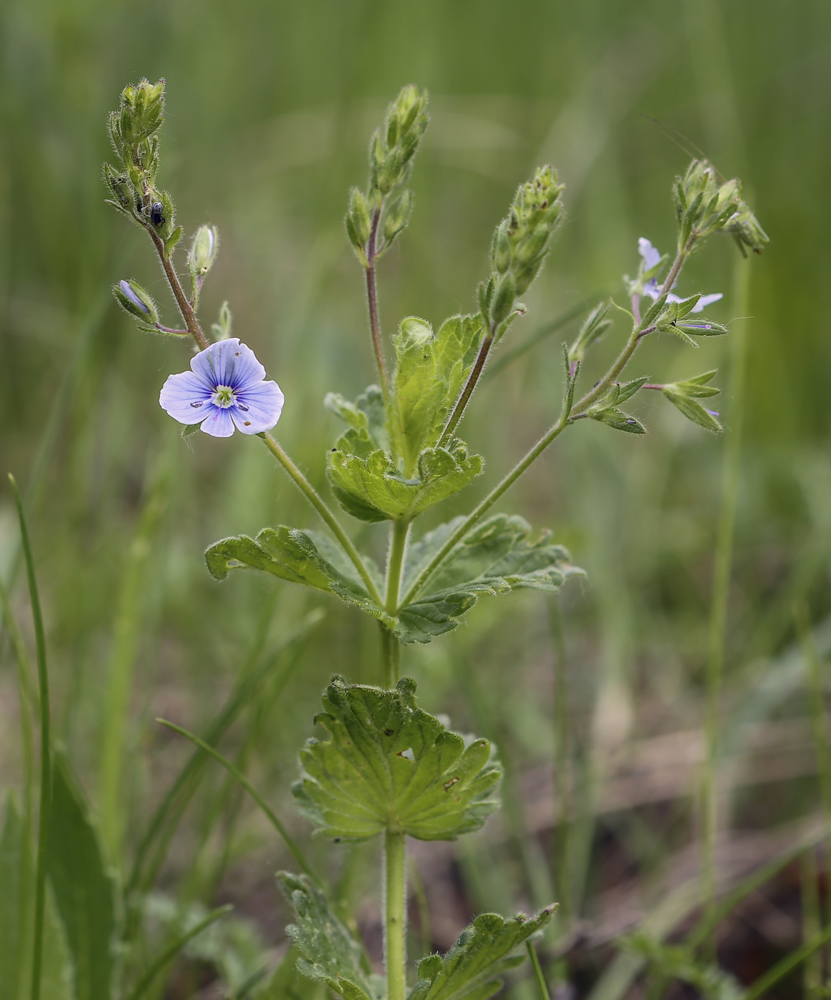 Image of Veronica chamaedrys specimen.