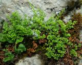 Asplenium ruta-muraria. Вегетирующее растение. Крым, гора Чатыр-Даг, нижнее плато, на скале. 30.05.2021.