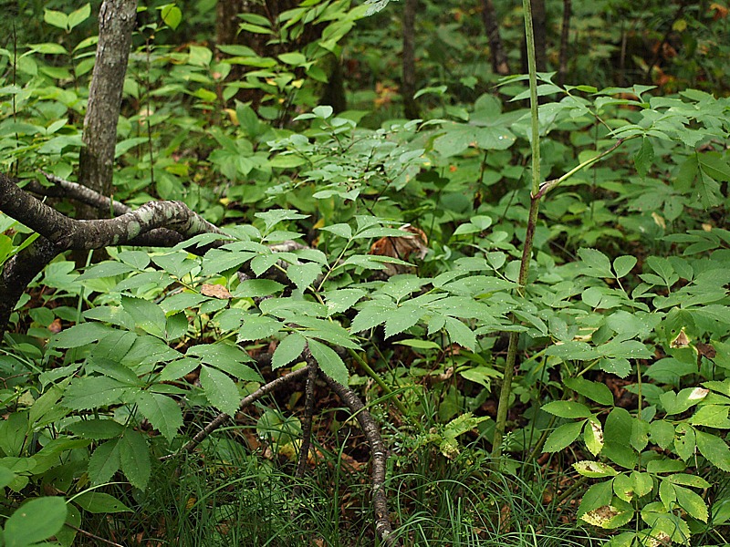 Image of Angelica cincta specimen.