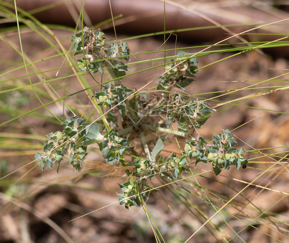 Изображение особи Euphorbia aleppica.